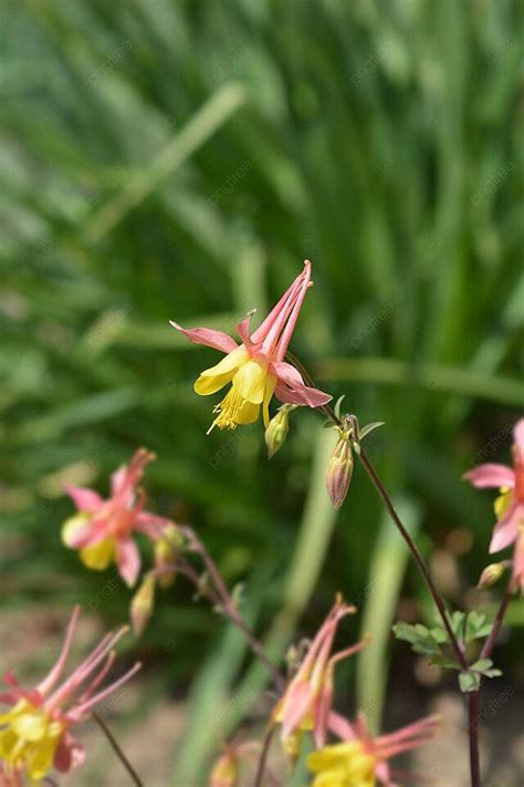 Yellow Columbines Background Images Hd Pictures And Wallpaper For Free