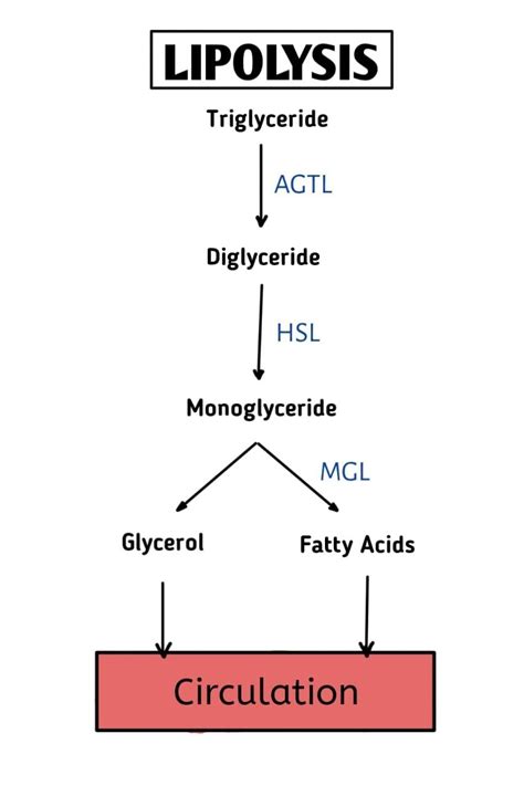 What is the end product of Lipolysis?