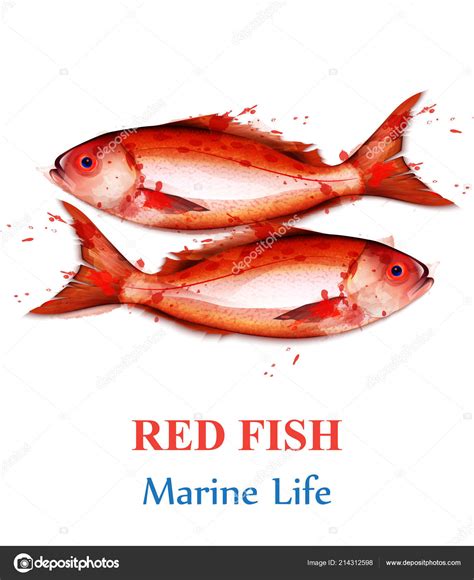 Red Fish Watercolor Vector Isolated Fresh Small Fishes On White