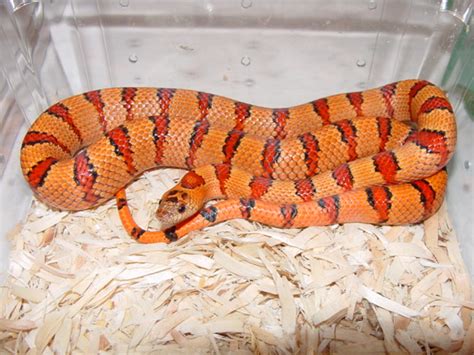 Kingsnake Photo Gallery Kingsnakes Orange Thayeri