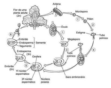 Blog De Biologia Ciclo De Vida De Uma Angiosperma Desenho Para Colorir E Imprimir Ciclos De