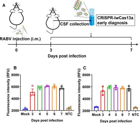 Early Diagnosis Of Rabv Infection By Rpa Crispr In A Rat Model A