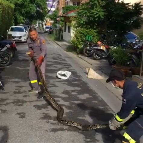 Foot Python Slithers Out Of Bathroom Window In Thailand