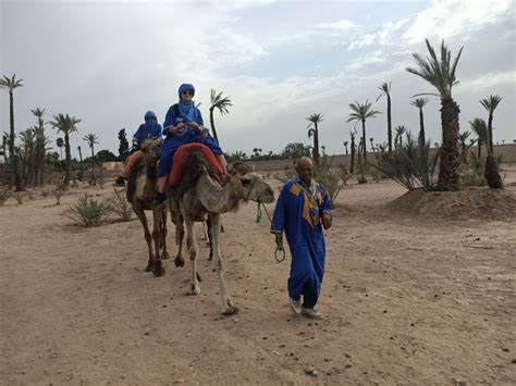 Camel Ride In The Palm Grove Of Marrakech Getyourguide