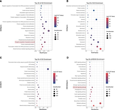 Frontiers Hinokiflavone Inhibits Growth Of Esophageal Squamous Cancer