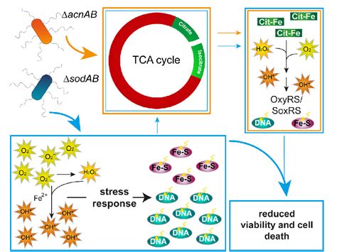 Figure From Impact Of Ros Induced Damage Of Tca Cycle Enzymes On