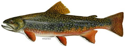 Download Brook Trout Full Size Png Image Pngkit