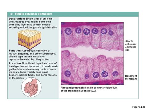 Tissue Types Overview Tissue Definitions Epithelial Tissue Ppt Video