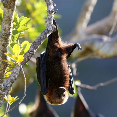 Mauritian Wildlife Foundation