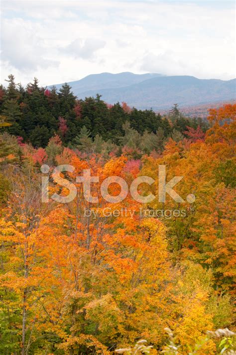 Fall Foliage, White Mountain Nf Stock Photo | Royalty-Free | FreeImages