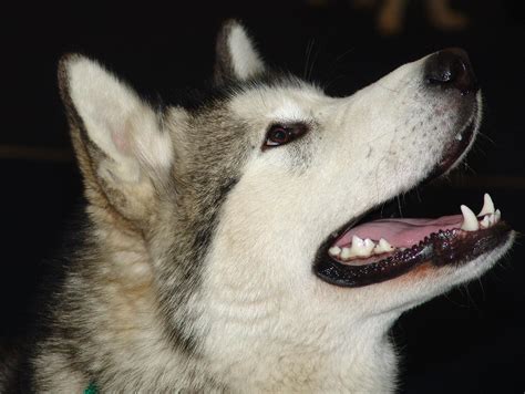 Filealaskan Malamute Appanachi