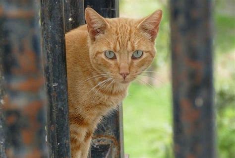 Saiba Como Colocar Tela Na Janela Para Gatos Petz