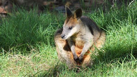 Swamp Wallaby Wallabia Bicolor At Queens Park Ipswich Queensland