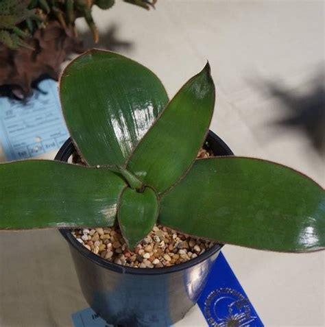 Aloe Fimbrialis Live Succulent Lifestyle Seeds