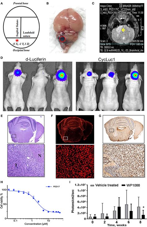 Frontiers Current Murine Models And New Developments In H K M