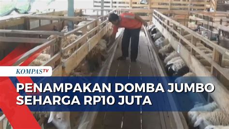 Jelang Iduladha Begini Penampakan Domba Jumbo 105 Kg Yang Terjual Rp10