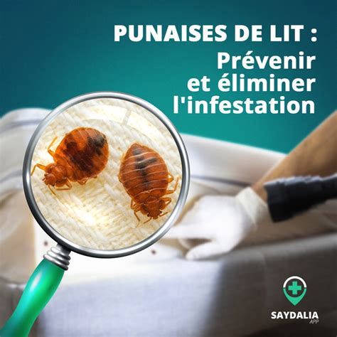 Punaises De Lit Comment Pr Venir Et Liminer L Infestation