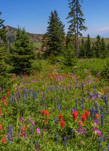 Wildflowers In Wyoming Spring Showers Bring Spectacular July Flowers