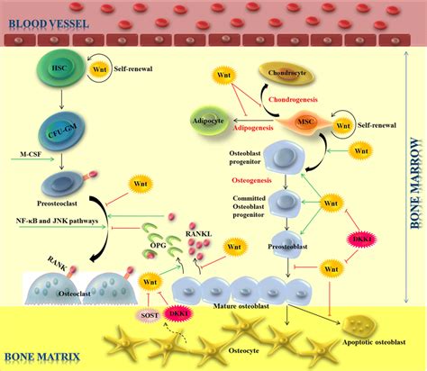 Impact of Wnt β catenin signaling on osteoclastogenesis and