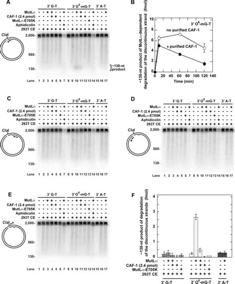 The Major Replicative Histone Chaperone CAF 1 Suppresses The Activity