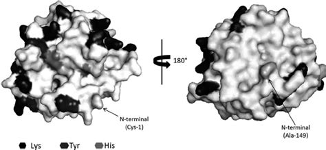 Structure Of Chymotrypsin