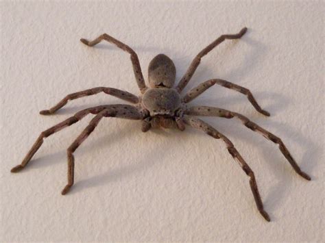 Huntsman Spiders in Australia, treated in the Sydney Region