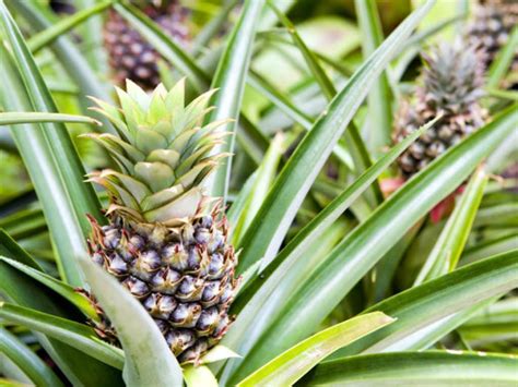 Ananas comosus 'Champaca' (Ornamental Pineapple) - World of Flowering ...