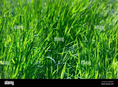 Green Grass Texture For Background Green Field Grass In Spring And