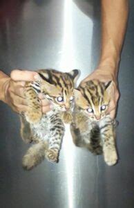 Ocelot Pet For Sale Online | Buy Ocelot Kitten Online