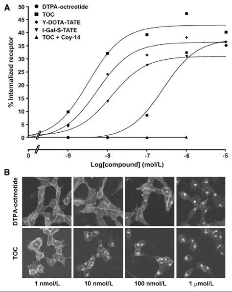 Dose Response Of Agonistinduced Sst 2 Internalization HEK Sst 2 Cells