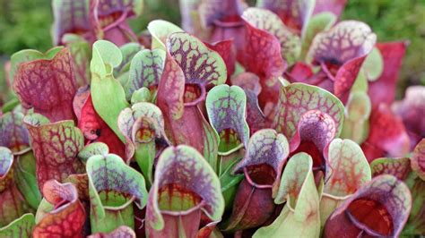 How To Grow And Care For Pitcher Plant Complete Guide Planet Natural