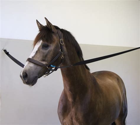 Tying A Horse With Easy Connect Equimade