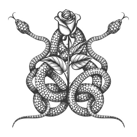 Tatouage De Deux Serpent Et Fleur Rose Isolé Sur Blanc Png Ancien