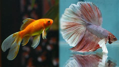 Can You Mix Betta Fish With Tropical Fish Exploring Compatibility