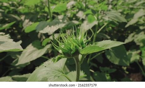 Agriculture Sunflower Field Farming Concept Sunflower Stock Photo ...