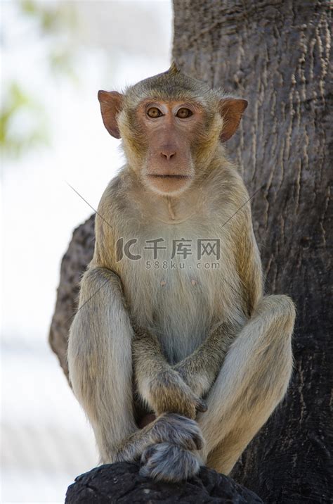 猴子 食蟹猕猴高清摄影大图 千库网