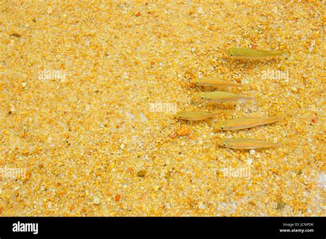 small freshwater fish in the river Stock Photo - Alamy