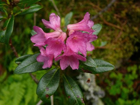 Rhododendron Bunga Pegunungan Foto Gratis Di Pixabay Pixabay