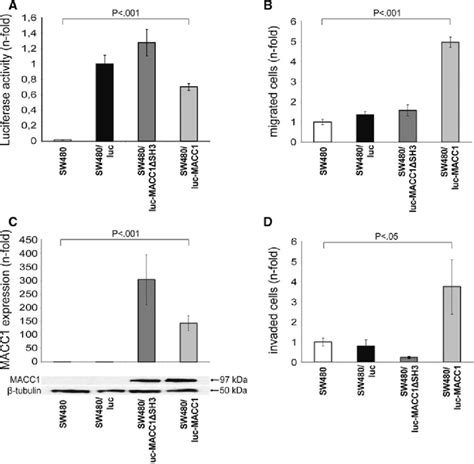 Luciferase And Macc Expression And Cell Motility In Sw Cells