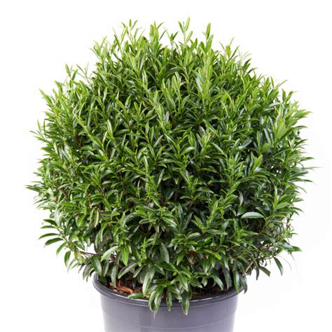 Leenders Plants BV Prunus Laur Zsofi Filigrow Sofia PBR EU53851