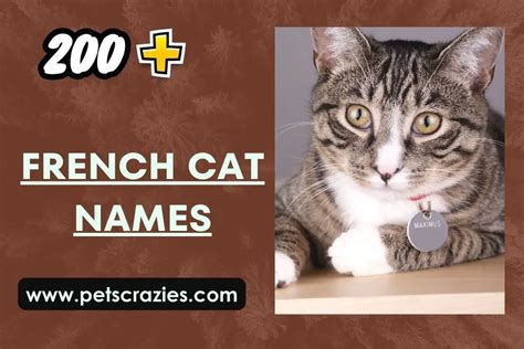 200+ French Cat Names - Stylish Inspirational Ideas