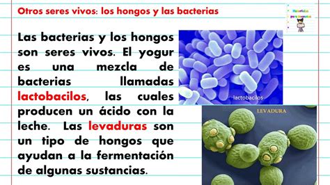 Cómo somos los seres vivos Los hongos y las bacterias Ciencias