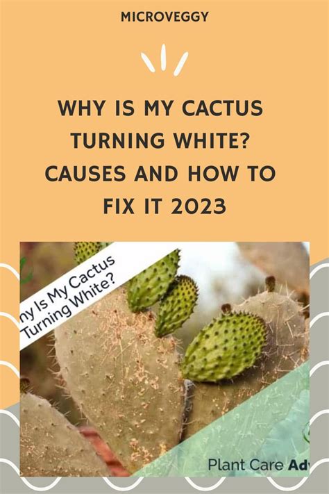 A Cactus With The Text Why Is My Cactus Turning White Cause And How To