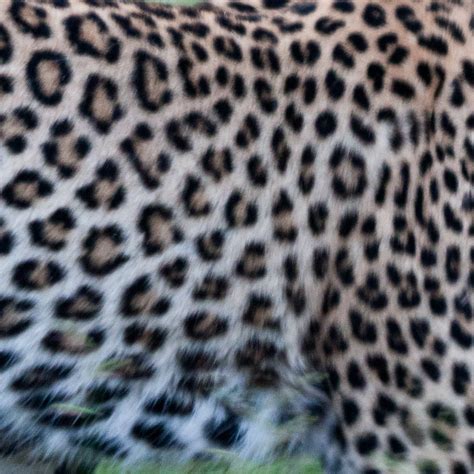 Visual Differences Between Cheetah And Leopard Lillie Marlén