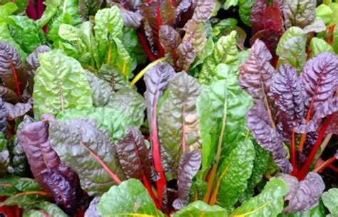 What Does Chard Taste Like Exploring The Flavor