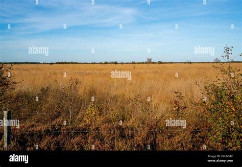 Landscape In A Marshland In Bargerveen Netherlands Stock Photo Alamy