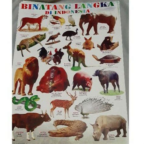 Jual Poster Edukasi Binatang Langka Di Indonesia Shopee Indonesia