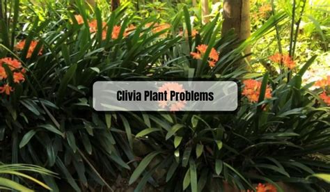 Clivia Plant Problems: Common Issues and How to Fix Them - Gardening Flow