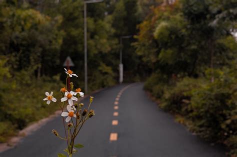 Flores Planta La Carretera Foto Gratis En Pixabay Pixabay