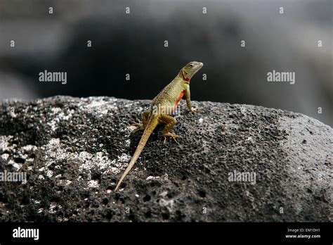 Hembra de lagarto de Lava Microlophus albemarlensis endémicas de